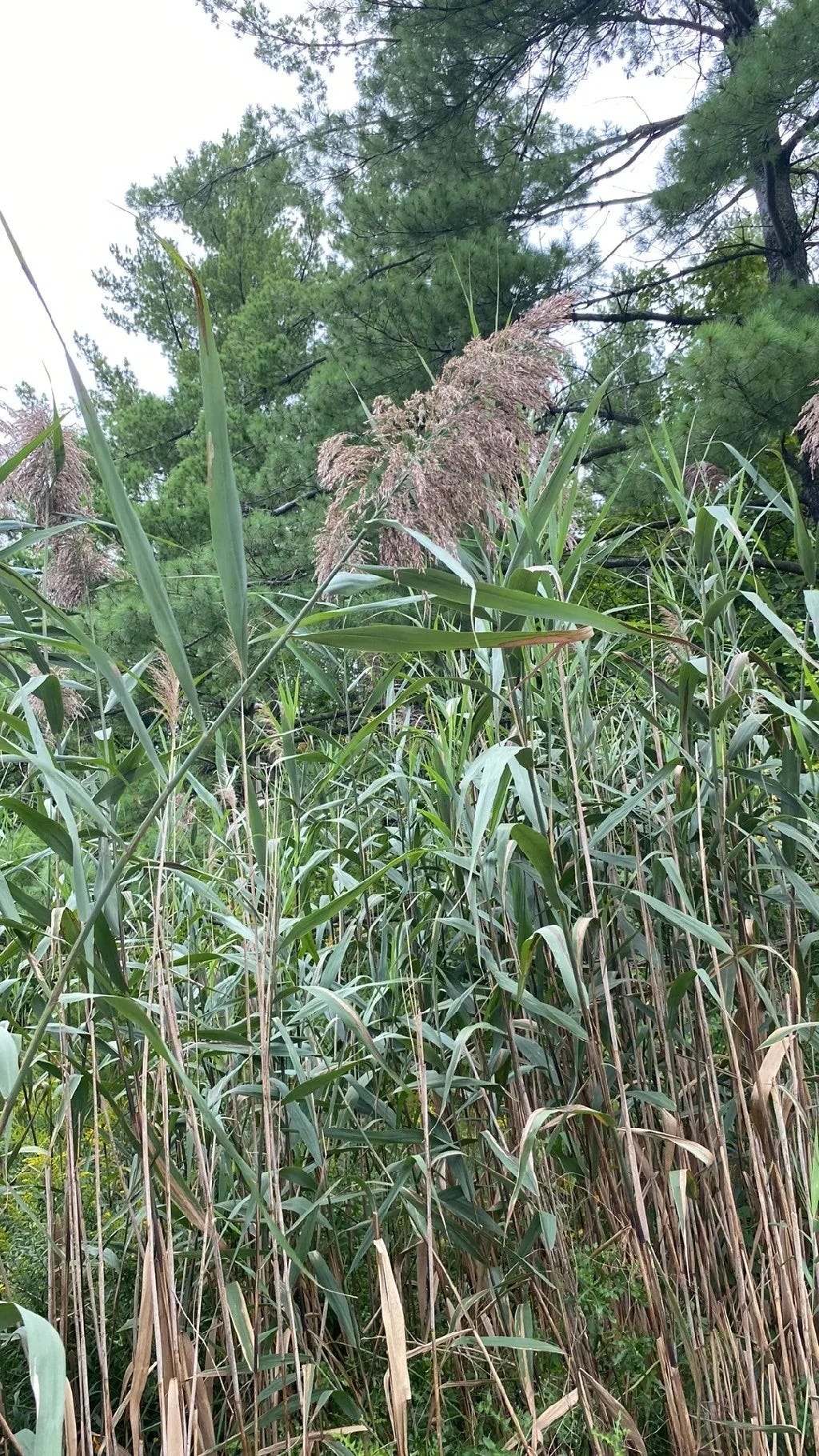 Australian Bush Reed Common Reed – A versatile plant for eating and construction – Bush Food ...